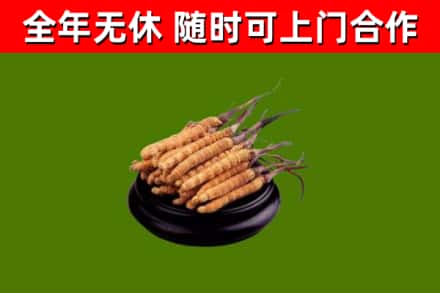 汉南区回收散虫草