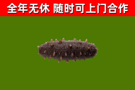 汉南区烟酒回收干海参.jpg